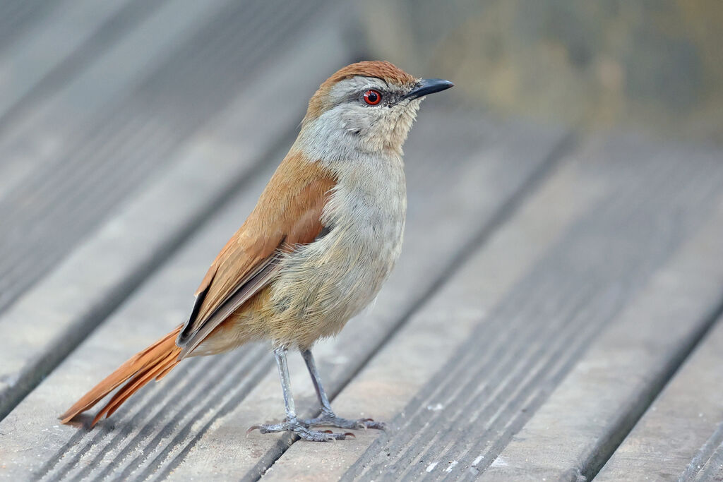 Cichladuse à queue rousseadulte