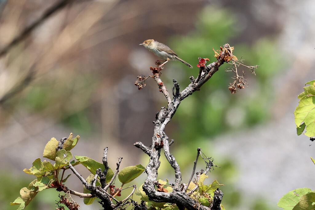 Cisticole des Bailundosadulte