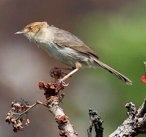 Cisticole des Bailundos