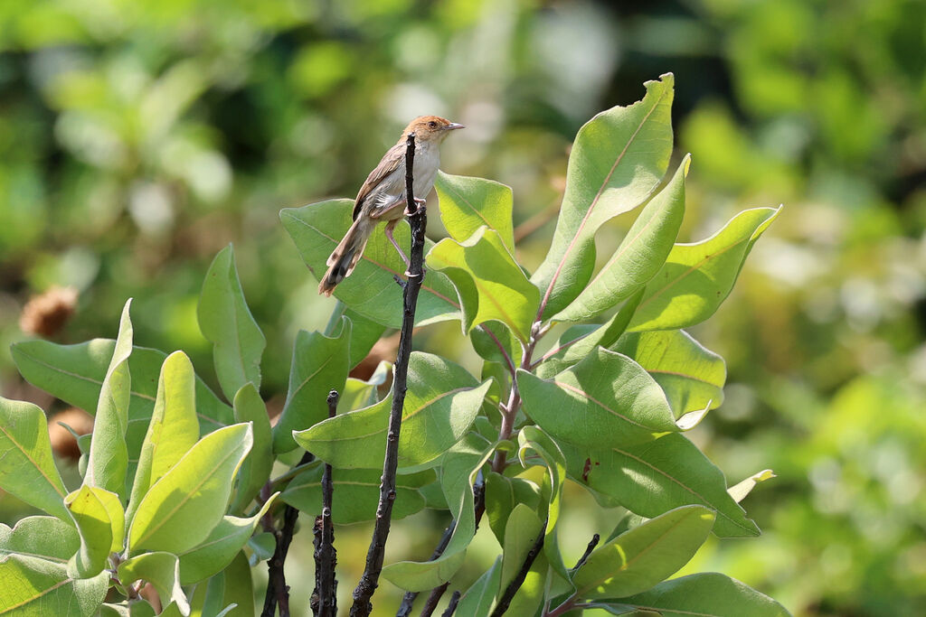 Cisticole des Bailundos