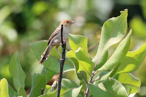 Cisticole des Bailundos