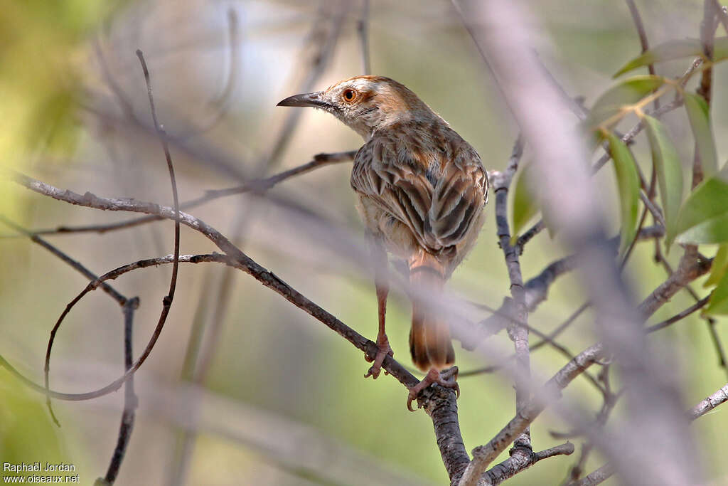Tinkling Cisticolaadult, identification