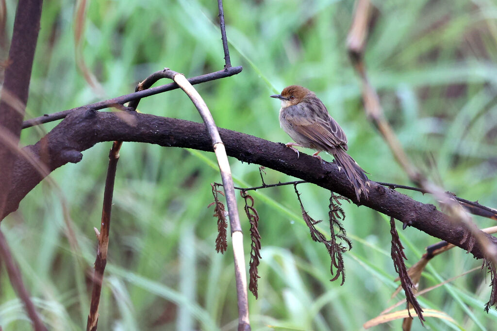 Chirping Cisticolaadult