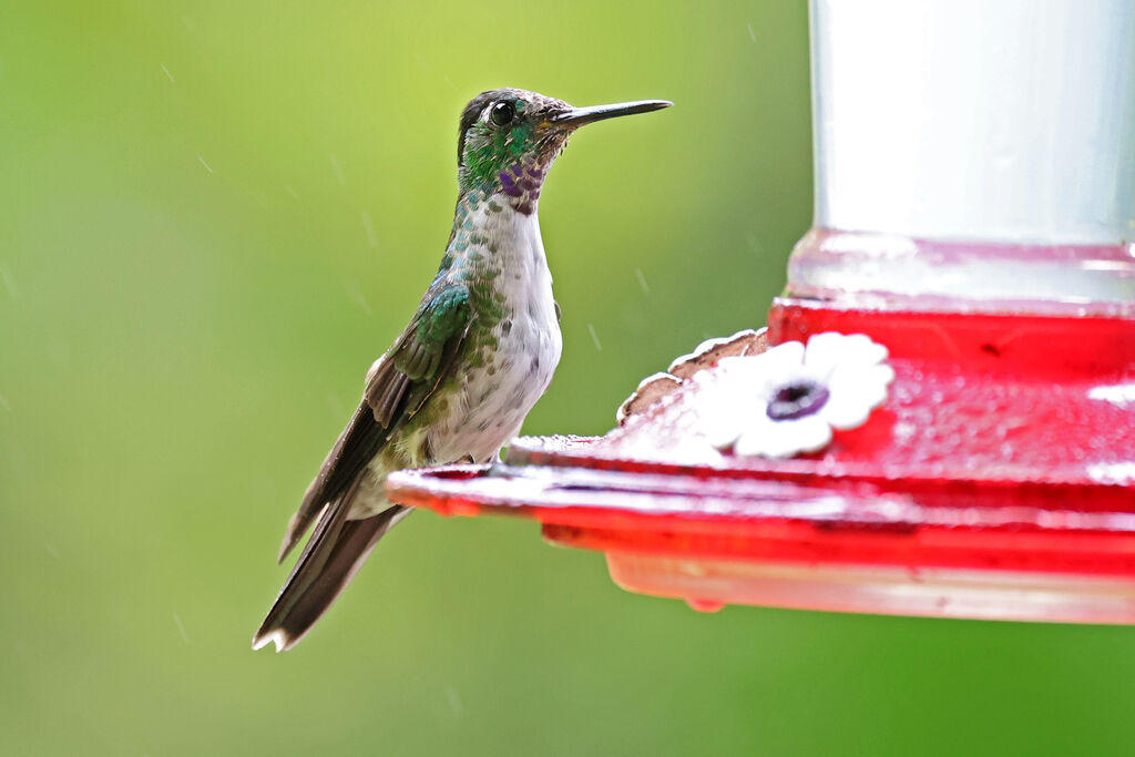 Colibri à gorge lilas mâle