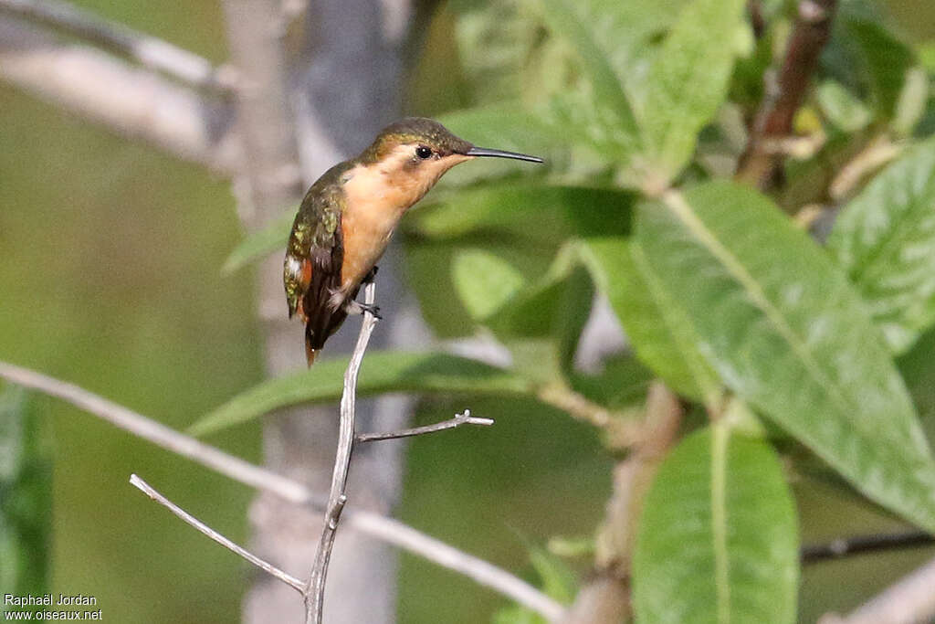 Colibri bourdon femelle adulte, identification