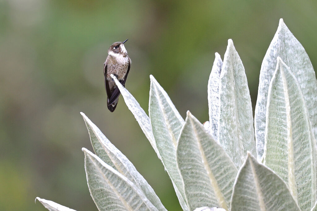 Colibri casqué femelle adulte
