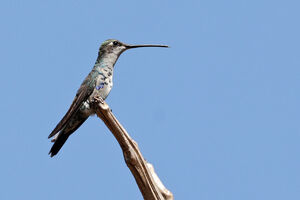 Colibri d'Angèle