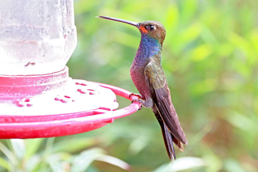 Colibri de Bougueradulte