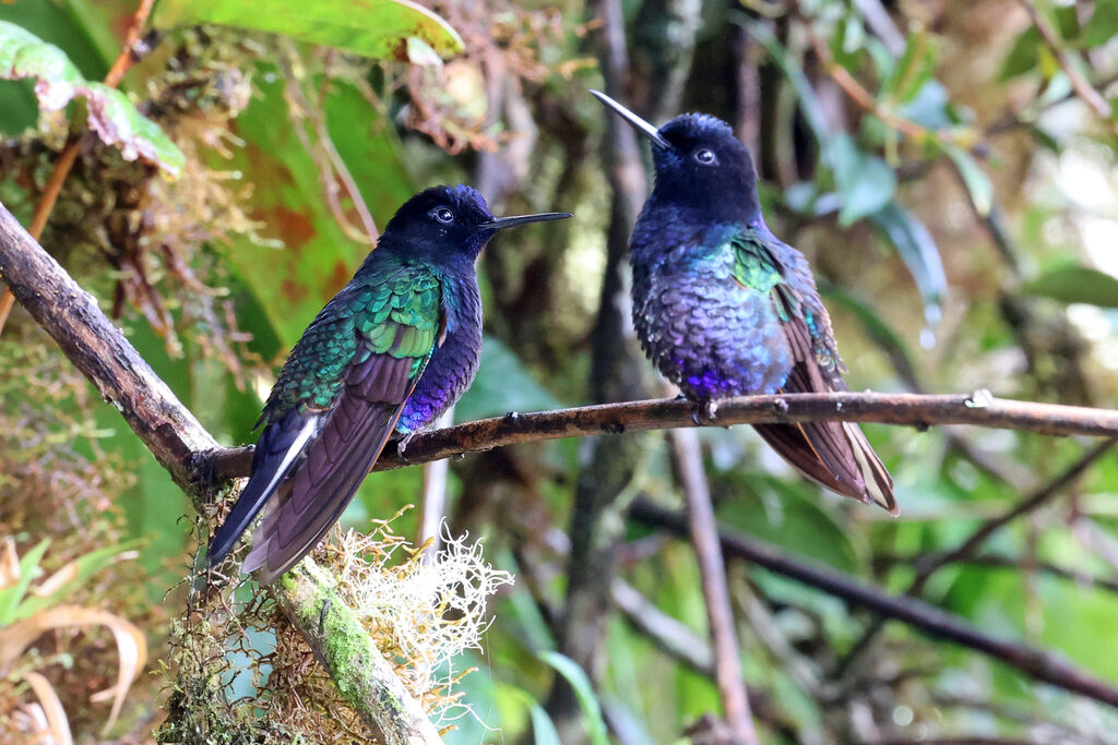 Colibri de Jardineadulte