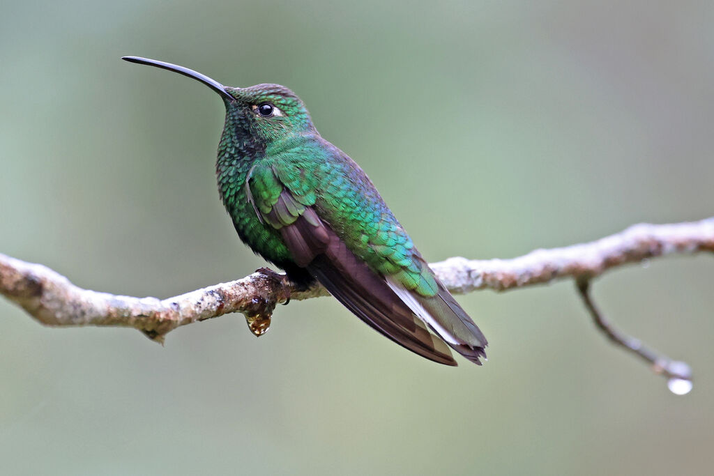 Colibri de Lafresnaye mâle adulte