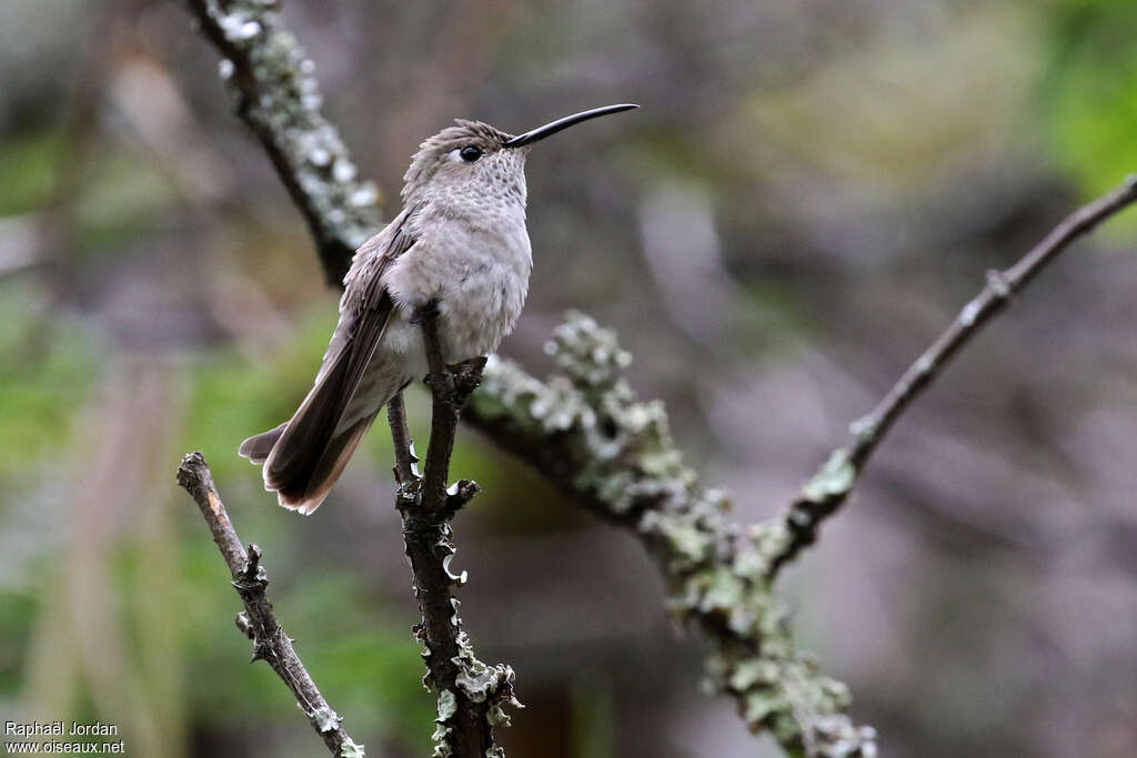 Colibri de Taczanowskiadulte, pigmentation