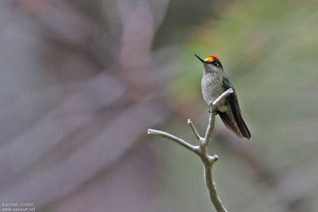 Colibri du Chili mâle adulte nuptial, identification
