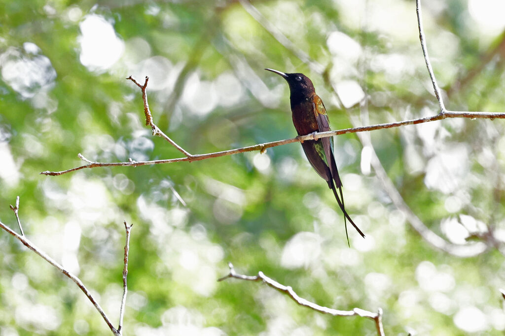Colibri flamboyant mâle adulte