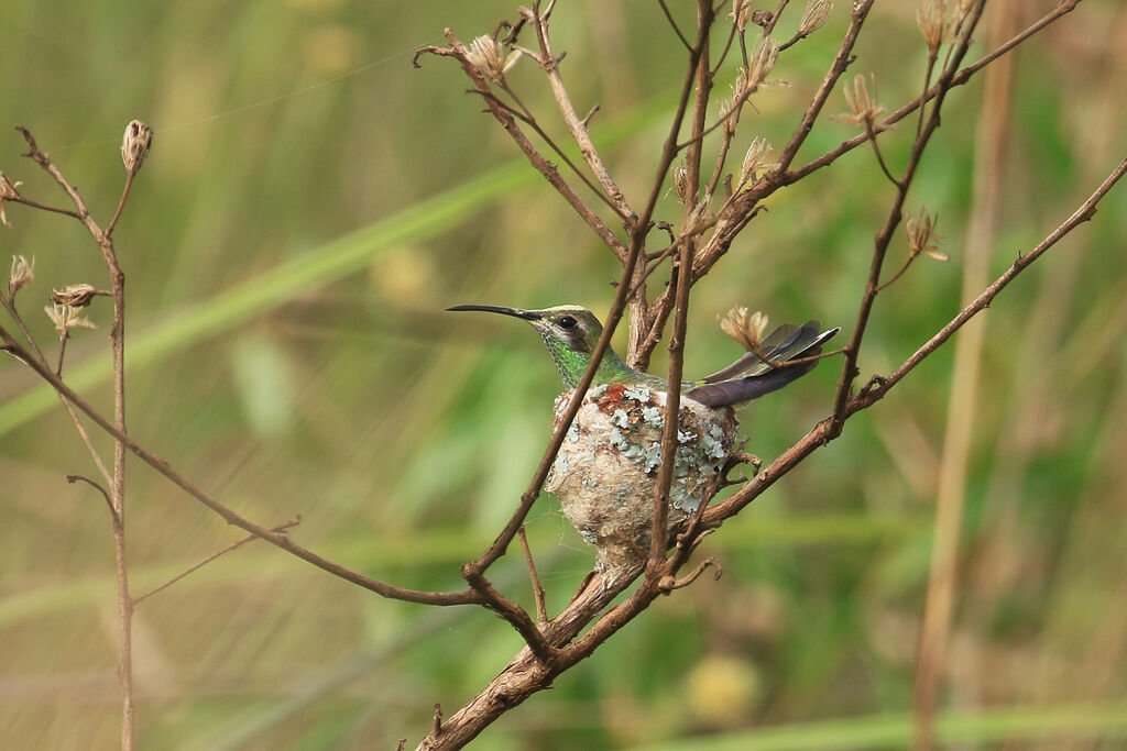 White-tailed Goldenthroat female adult, Reproduction-nesting
