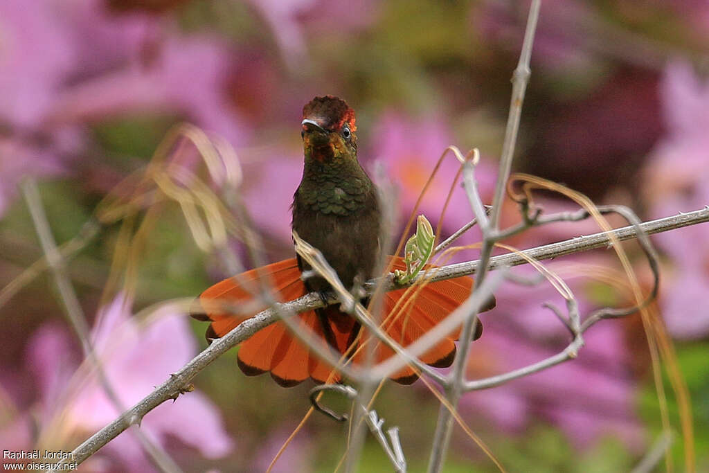 Ruby-topaz Hummingbird male adult, pigmentation, Behaviour