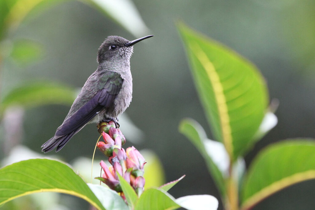 Colibri vert et grisadulte