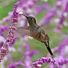 Colibri vert et gris