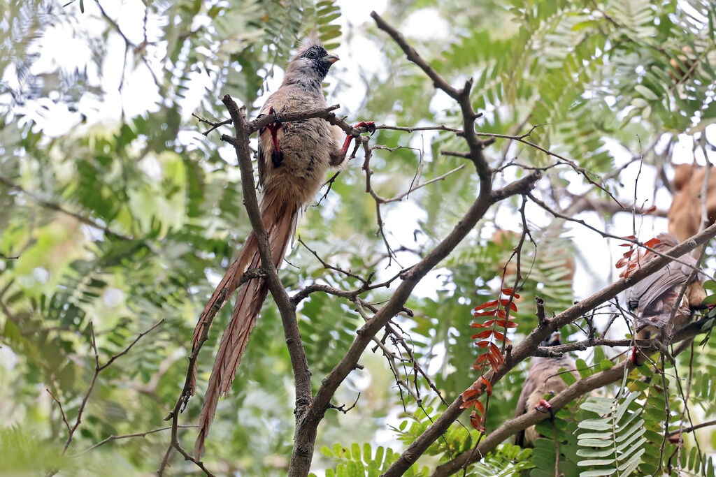Coliou à dos marronadulte