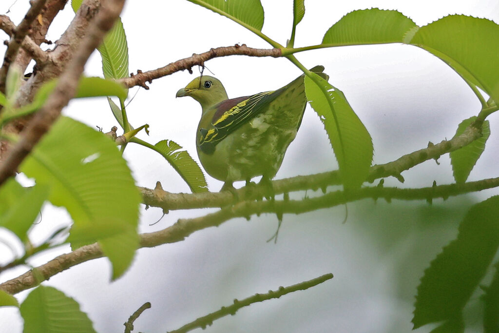 Colombar de Sumba mâle adulte