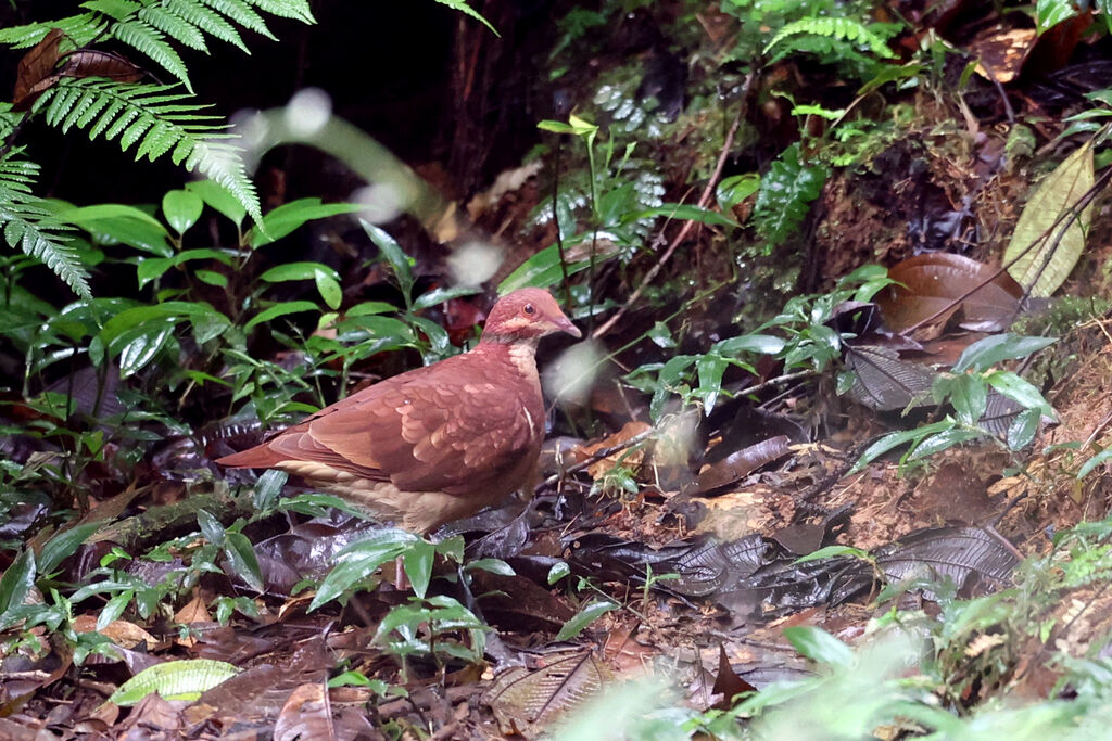 Ruddy Quail-Dove