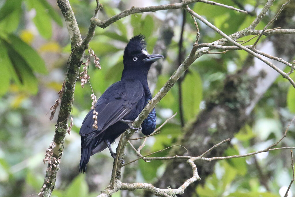 Amazonian Umbrellabird male adult breeding