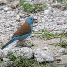 Cordonbleu cyanocéphale