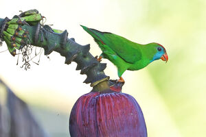 Coryllis de Camiguin