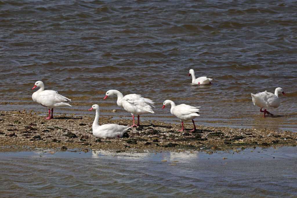 Coscoroba Swanadult