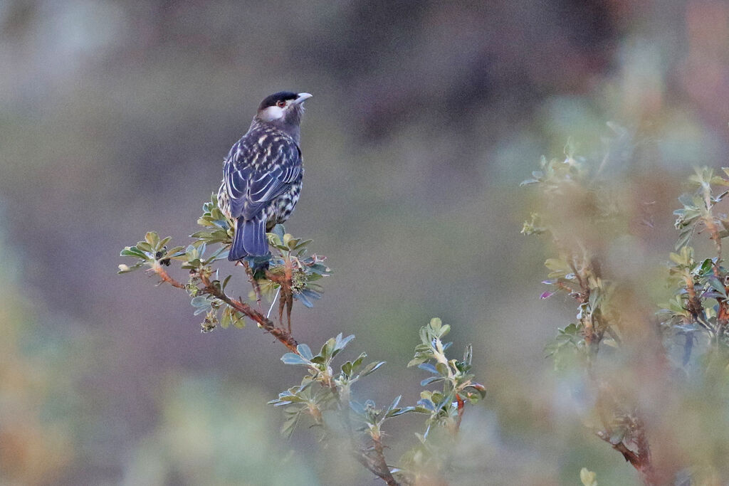 White-cheeked Cotingaadult