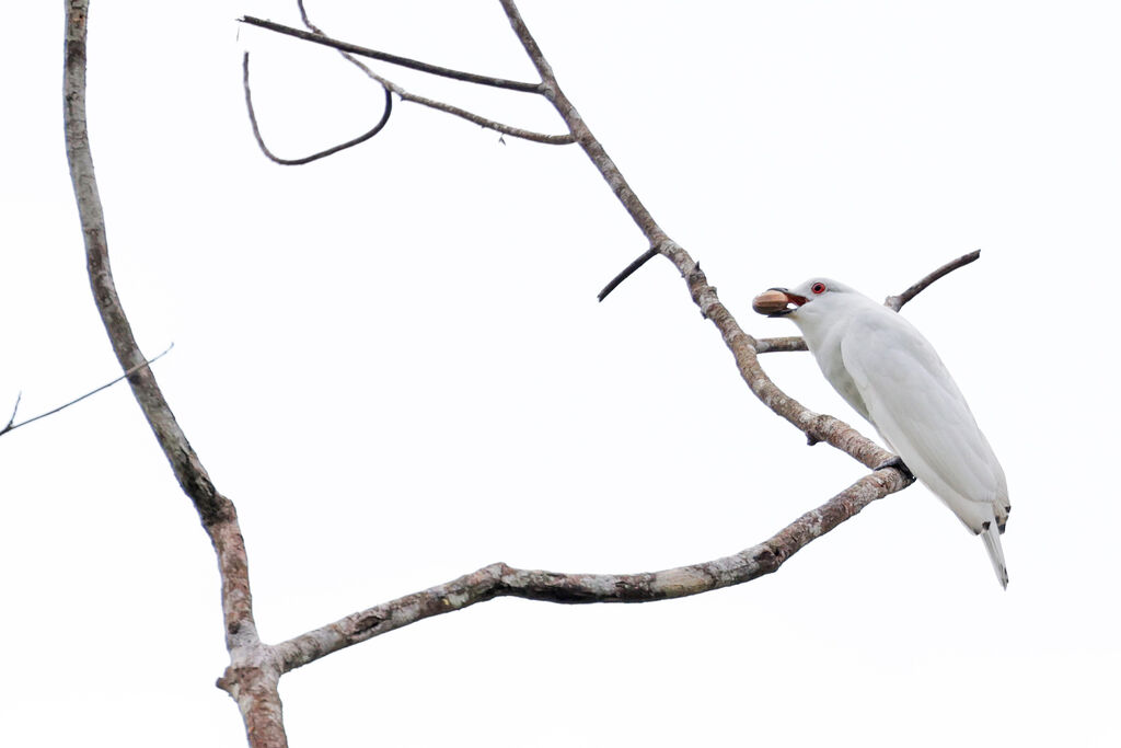 Cotinga blanc mâle adulte
