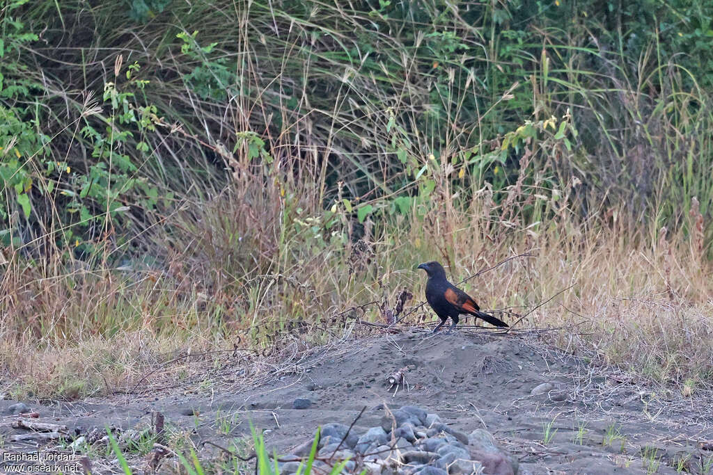 Coucal noirou