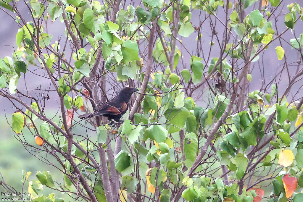 Coucal noirou