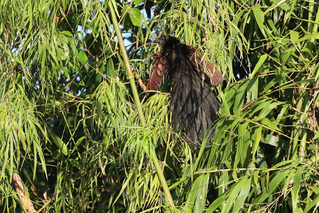Coucal vert