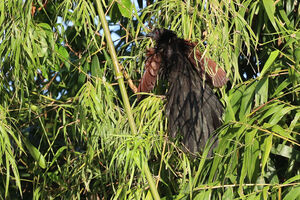Coucal vert