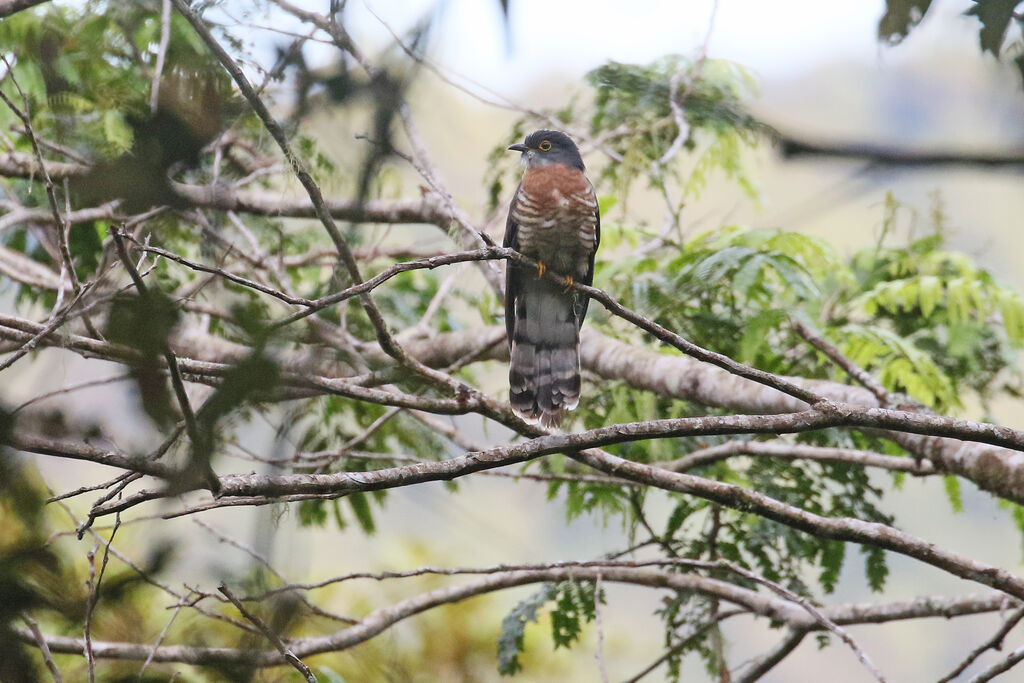 Dark Hawk-Cuckooadult breeding