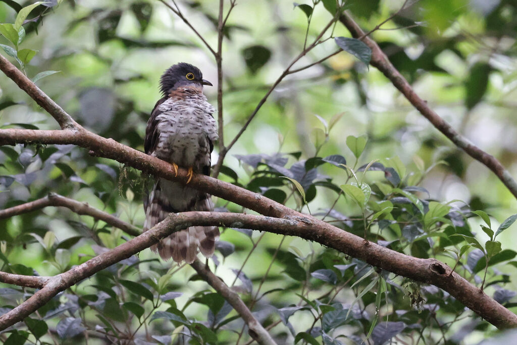 Dark Hawk-Cuckoo