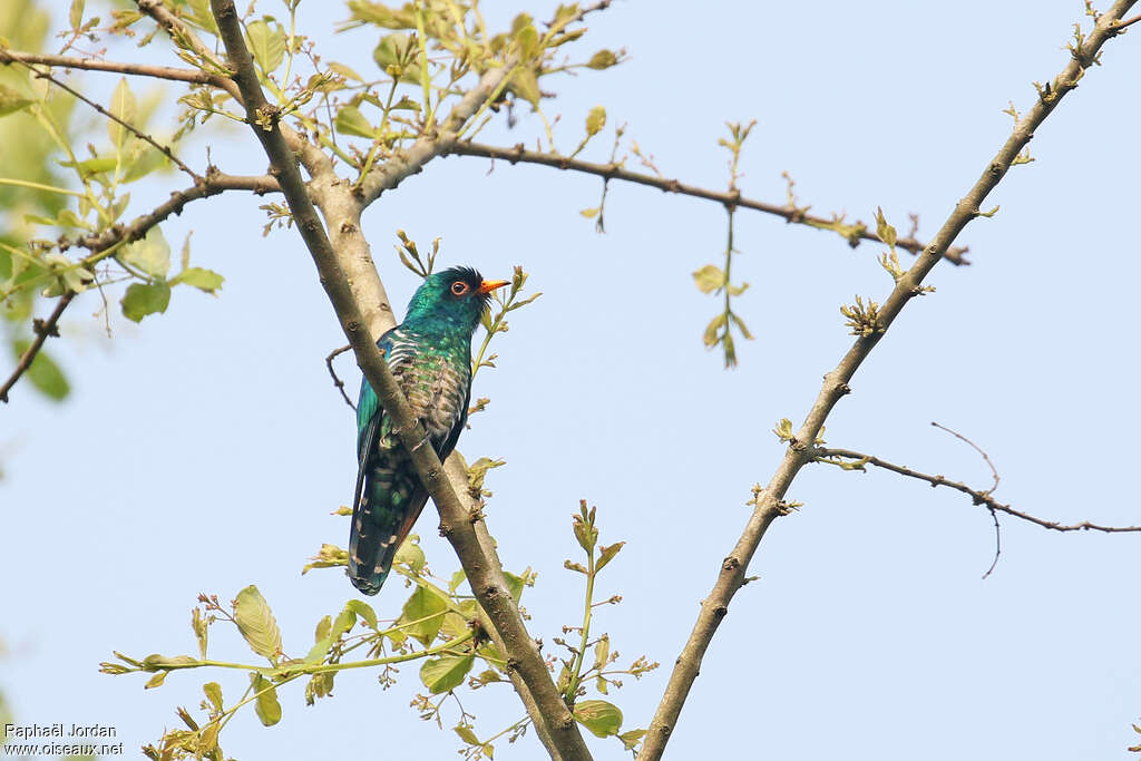 Asian Emerald Cuckoo male adult