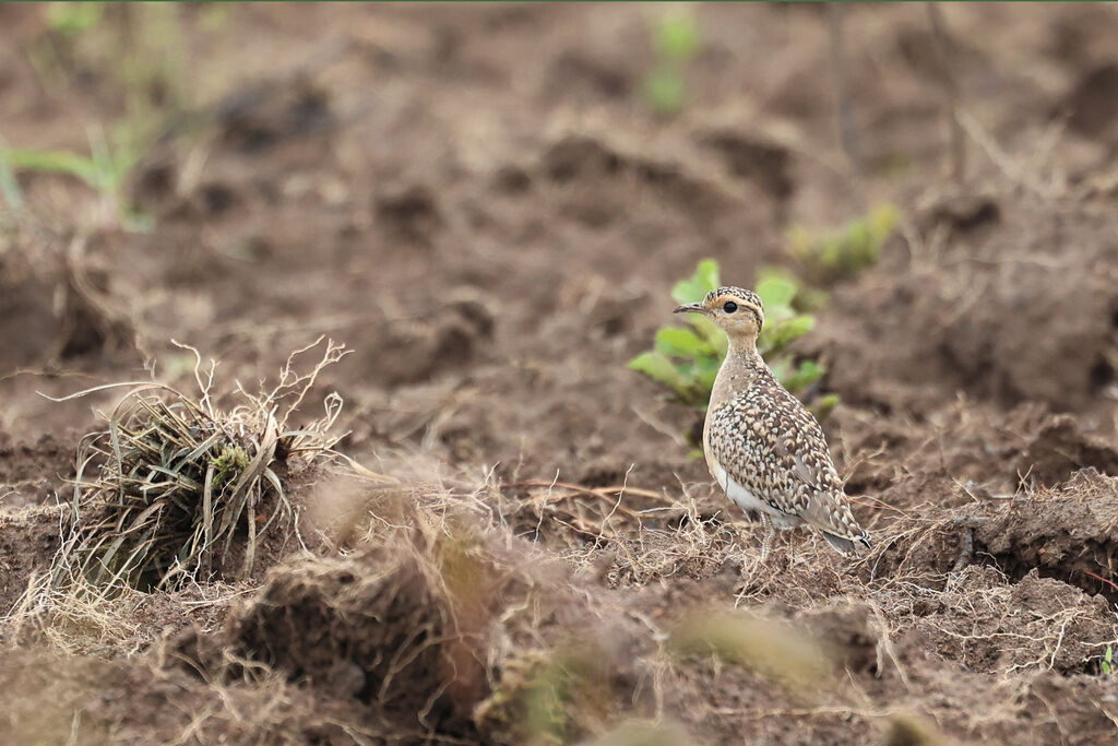Courvite de Temminckimmature