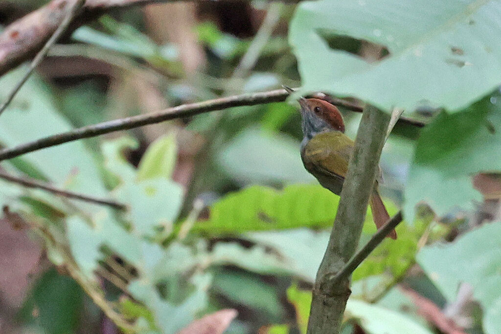 Trilling Tailorbird