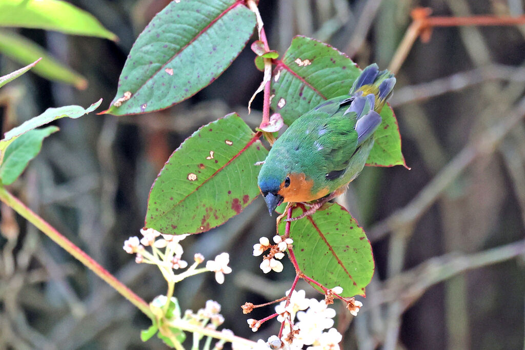 Tawny-breasted Parrotfinch male adult