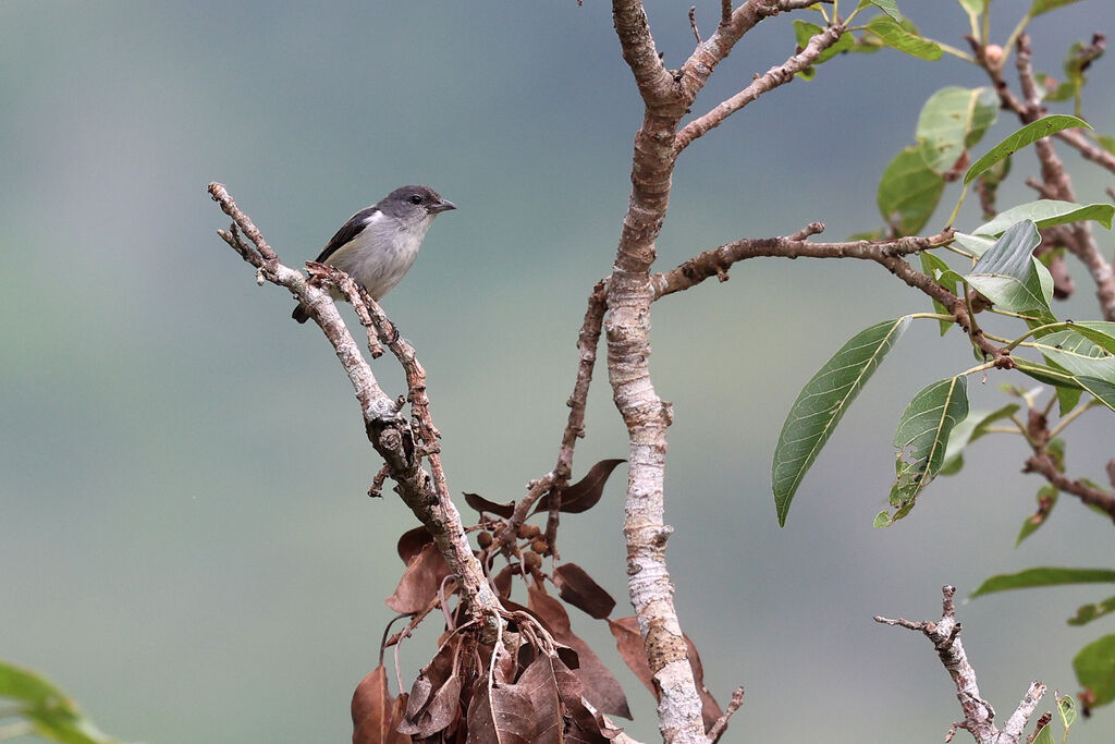 Sumba Flowerpecker female adult