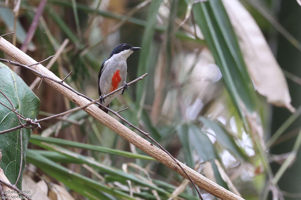 Dicée des Philippinesadulte, identification