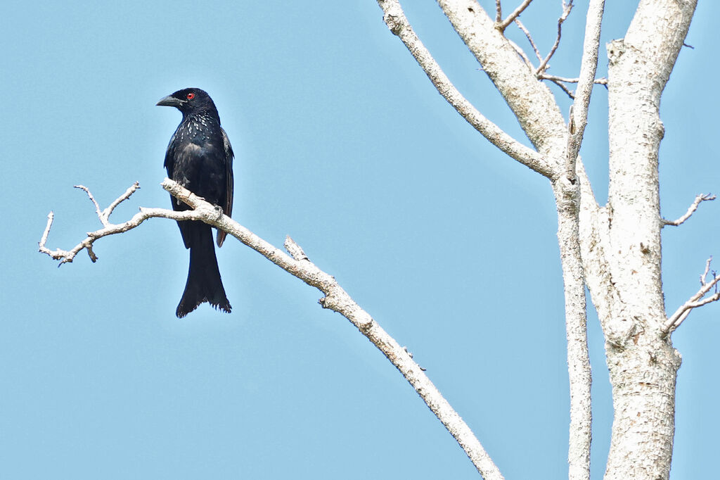 Drongo de la Sondeadulte