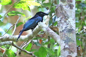 Drongo de Tweeddale