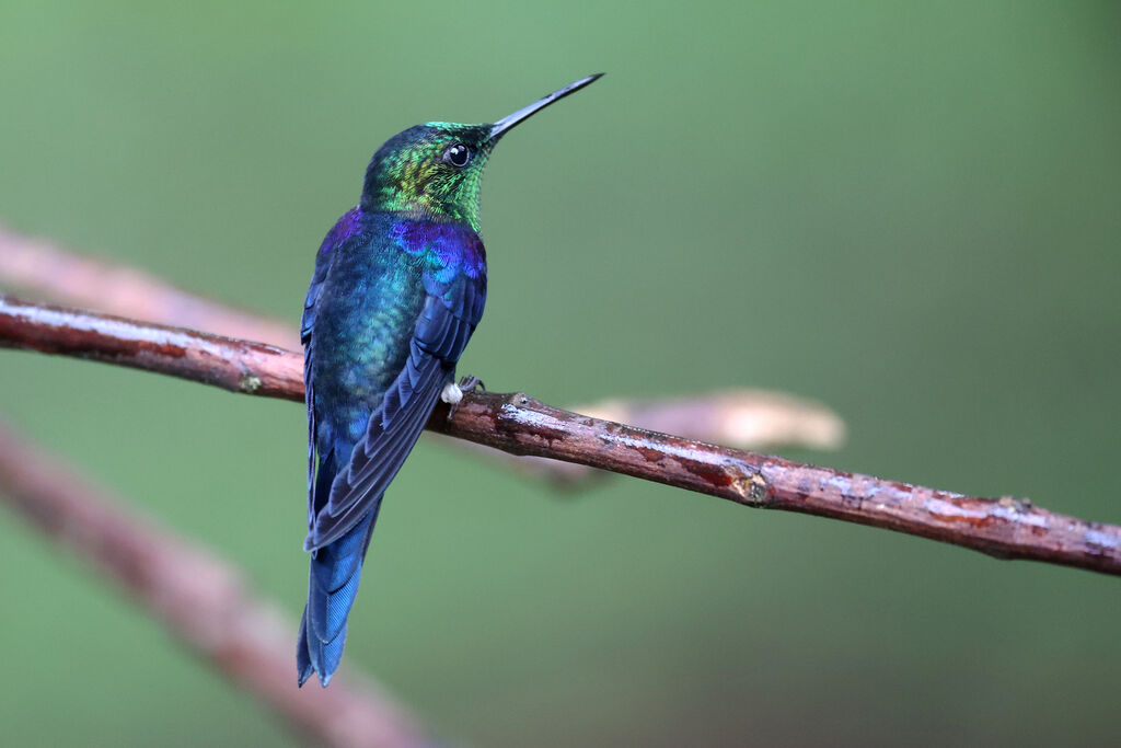 Dryade couronnée mâle adulte