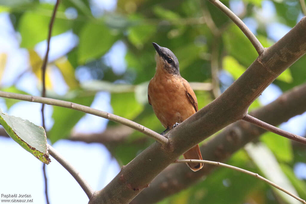 Sahul Cicadabird female adult, identification