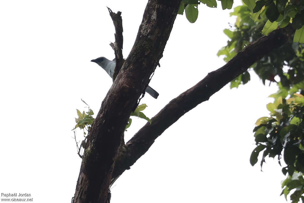 Buru Cuckooshrike