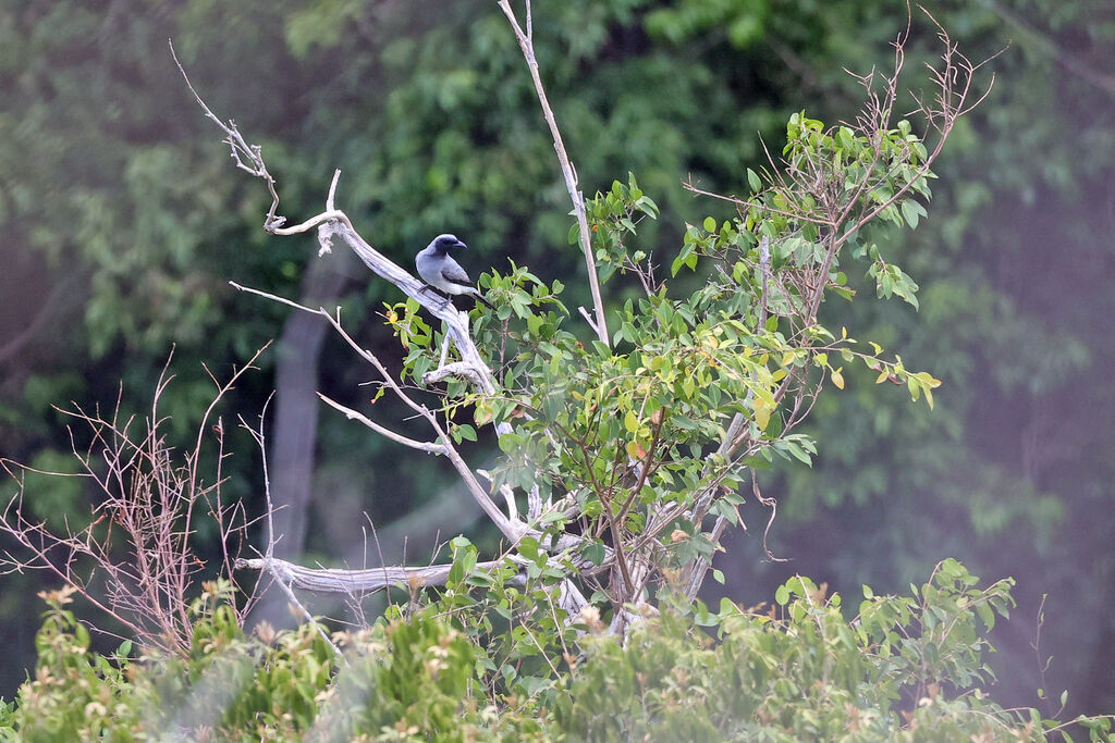 Wallacean Cuckooshrike male adult