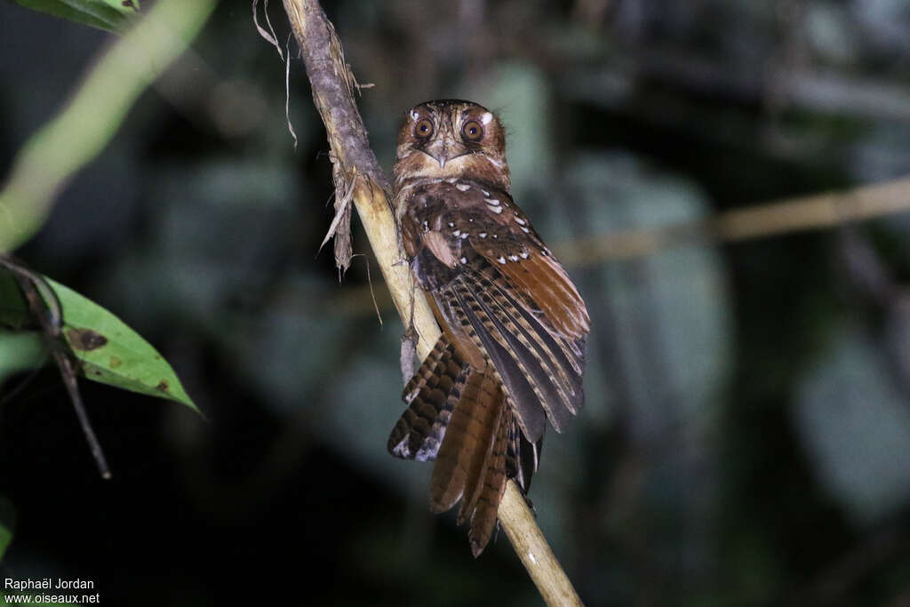 Égothèle des Moluques, identification