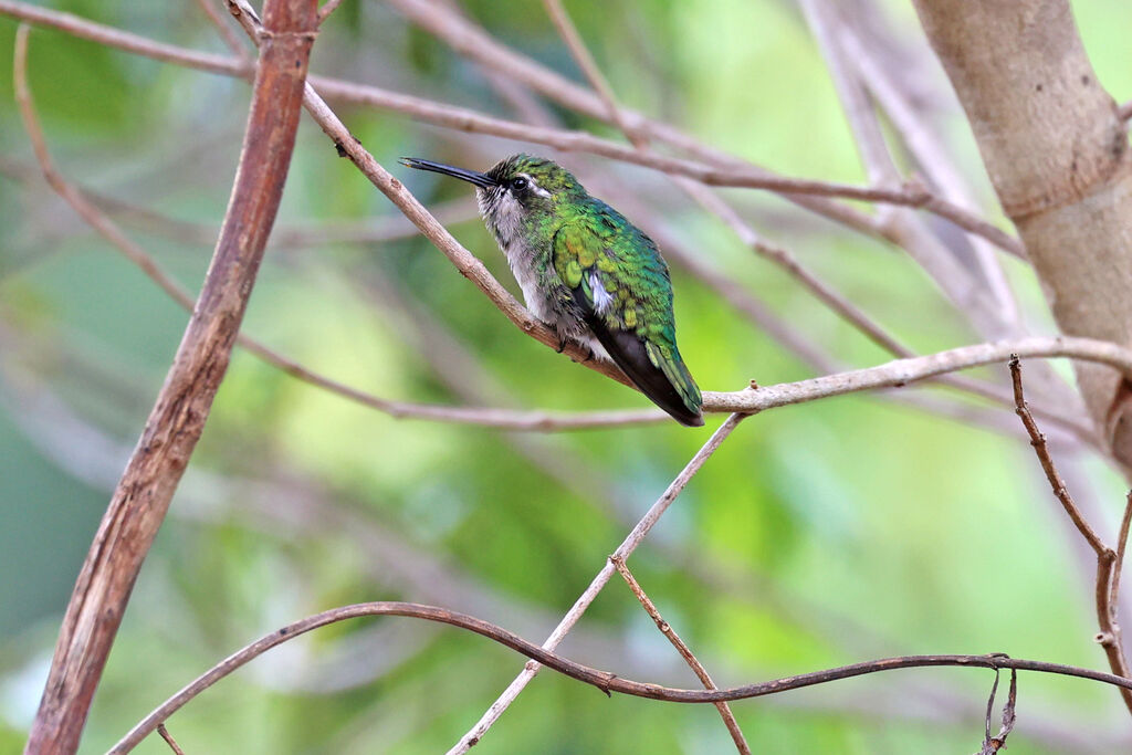 Émeraude à queue courte femelle adulte